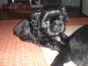 Shih Tzu Welpen