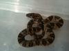 lampropeltis mexicana mexicana