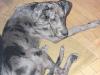 Deutsche Doggenhündin,  7 Monate alt