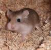 2 Monate alte Hamsterdame in liebevolle Hände abzugeben (Salzgitter/ Peine/ Brauns