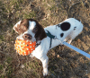 verschmuster POINTER-SABUESO MISCHLING sucht Zuhause 