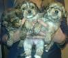 Zuckersüße Yorki/ Shih-Tzu Welpen zu verkaufen