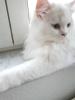Traumhaft schöner schneeweißer Perserkater mit Nase