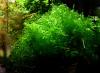 Süsswassertang,  Aquarienpflanze,  Versand/  Abholung