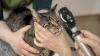 Tierarzt Frankfurt | VETPETCARE | Dr. Cavalcanti