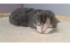 Maine Coon Kitten aus seröser Hobbyzucht
