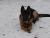 Schäferhund-Malinios Hündin schweren Herzens abzugeben