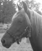 Reitpony-Islandmixstute,  3 Jahre,  Fuchs