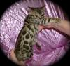 schön registriert Bengal-Katzen und Kätzchen zum Verkauf