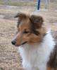 Sheltie - z/ w Hündin,  7 Monate,  FCI pap.