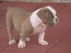 American Bulldog Welpen