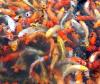 Koi, Koi, Koi, Koi, Koi, Koi, Koi /  Fa.Fördefisch