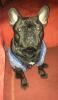 Französische Bulldogge ( Rüde,  10 monate alt ) sucht ein neues zu Hause