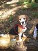 liebe Beagle Hündin sucht neues zuhause