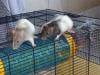 Süße,  putzmuntere Rattenbabys suchen ein neues,  liebevolles Zuhause!
