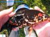 Biotop.- u. Teichfische, Koikarpfen direkt vom Züchter