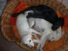 labrador golden mischlinge