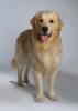 Erstklassiger Golden Retriever Deckrüde