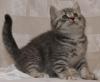 BKH classic Tabby kitten, , Wiskas, , 