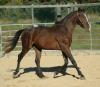  2008 Fohlen /  Pferd Hengst