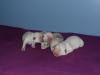 Golden Retriever Welpen abzugeben