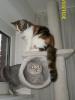 Schöne Britisch Kurzhaar Katzen