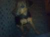 Jagdterrier Hündin 