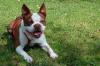 BO DEXTER - Boston Terrier - 5 Jahre - Tierhilfe-Franken e.V.