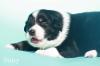 Bildschöne Australian Shepherd Welpen m.P.
