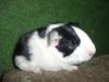 Meerschweinchen Babys abzugeben