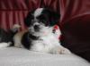 winzig kleiner Tiny Dog
