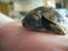 Griechische Landschildkröten THB,  NZ 2010