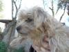 Kelly (w)  3 Jahre,  kleiner Wuschel sucht ein Zuhause