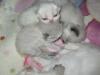 Colourpoint Perser Kitten in red und seal point,  reinrassig