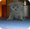 Scottish Fold Kitten zu verkaufen