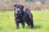 Shar Pei Welpen 12 Wochen alt,  mit Ahnentafel