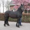 schicker,  braver Friesen