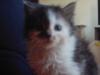 süße,  reinrassige Maine-Coone-Kitten (1 Mädel u. ein Bube)