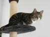 Miss Kicki sucht neues Zuhause