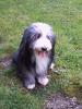 Bearded Collie Welpen