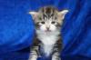 Extrem typvolles Coonie Katerchen in black-silver-tabby-cl./ white
