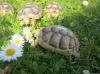 griechische Landschildkröten,  Breitrandschildkröten,  NZ 2010