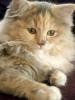 Ragdoll /  Ronja sucht ein liebevolles Zuhause