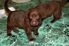 schokolade labrador retriever welpen mit papieren