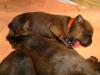 Bullmastiff/ Rottweilerwelpen