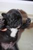 Französische bulldogge / o .papiere  reinrassig ,  gesund  und freiatmend HD frei 