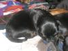 Rottweiler-Mischling