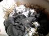 Zwergwidder mischlings babys suchen mitte mai ein neues zuhause!
