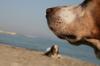 Mallorca Urlaub mit Hund Haustier 