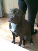 pitbull red nose